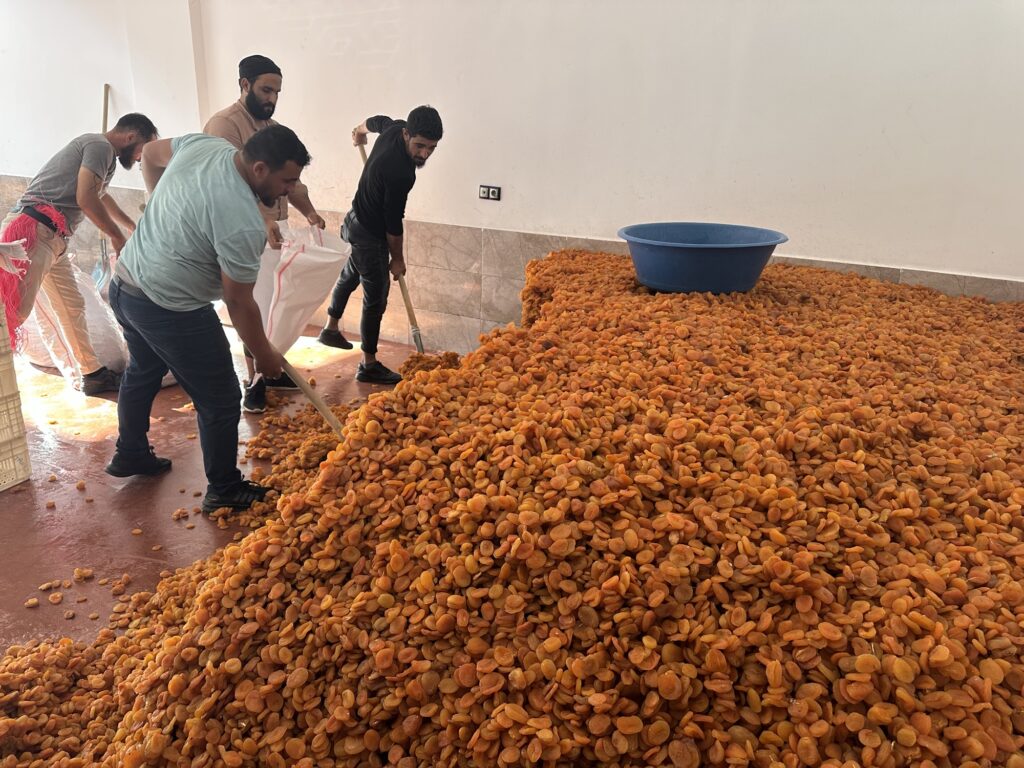 MALATYA’DA BU SENE KAYSI HASADI NE DURUMDA