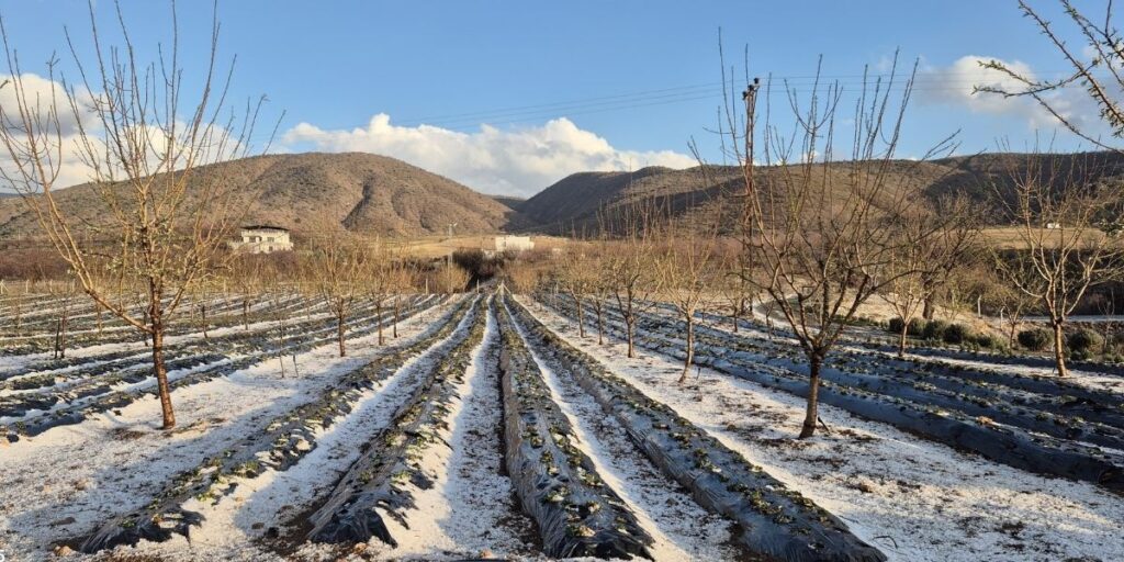 Pütürge’de Dolu Yağışı Meyve Bahçelerine Zarar Verdi