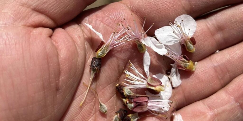 Malatya’da Don Kayısıya Zarar Verdi