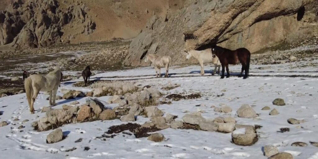 Munzur Dağlarındaki Yılkı Atları Görüntülendi