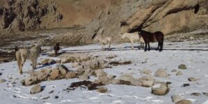 Munzur Dağlarındaki Yılkı Atları Görüntülendi