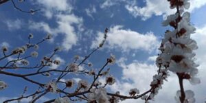 Zirai Dondan Etkilenen Kayısıda Zarar Büyük