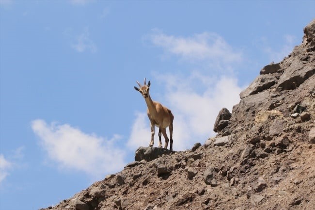 Malatya’da Yaban Keçisi Avına 661 Bin TL Ceza