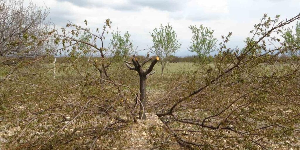 Ağaçlarını Kurtarmak İçin Budama Yapıyorlar