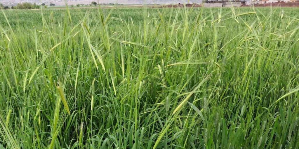 Araban’da etkili olan yağmur çiftçinin yüzünü güldürdü