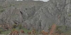 Dağ keçileri kara yoluna indi