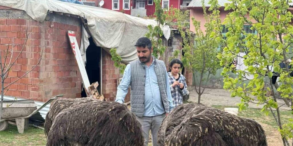 Deve kuşları Tuzluca’nın yeni maskotları oldu