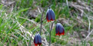 Karayazı’da “Ters Lale” buluşması