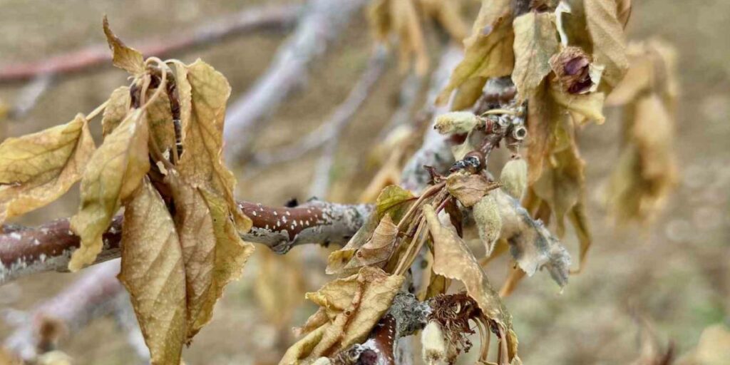 Malatya’da Yakın Tarihin En Şiddetli Zirai Donu Yaşandı
