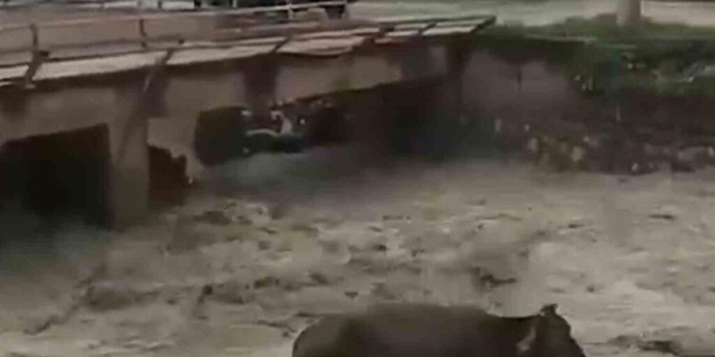 Taşan Derede Mahsur Kalan İnek Saatler Sonra Kurtarıldı