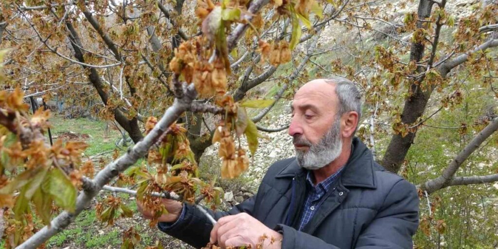 Zirai Don, Malatya’nın Tescilli Dalbastı Kirazını da Vurdu