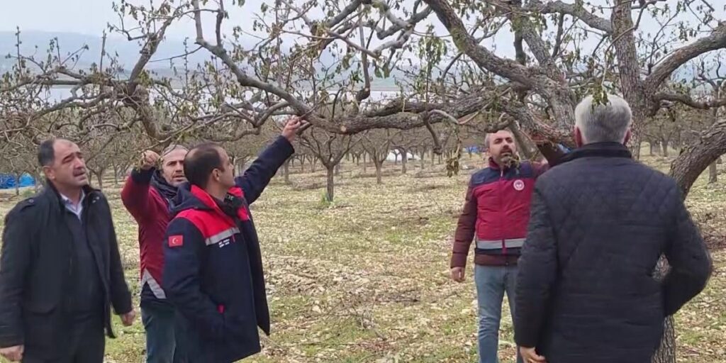 Zirai Donun Vurduğu Adıyaman’da Meyve Bahçelerinde Hasar Tespiti Sürüyor