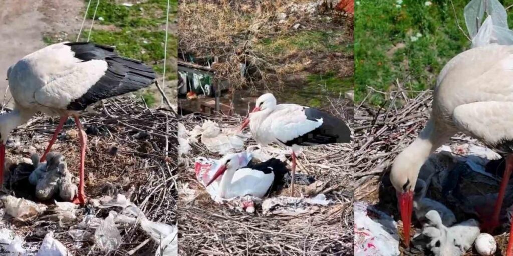 2 leylek, Anneler Günü’nde anne oldu