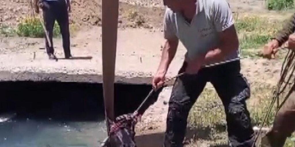3 gündür kayıp olan at, sulama kanalında bulundu
