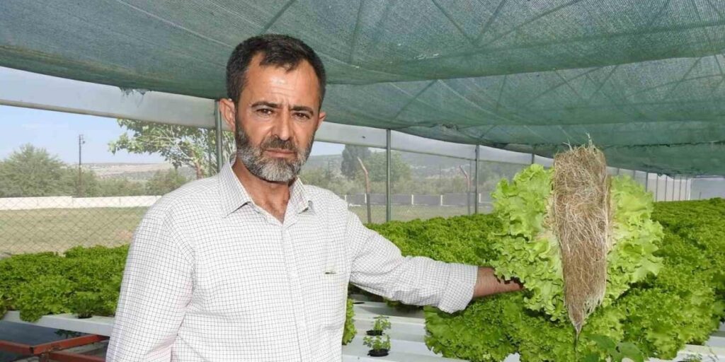 70 günde yetişen marulu topraksız tarımla 30 günde üretiyor