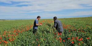 Adilcevaz’da tarlalar gelinciklerle süslendi