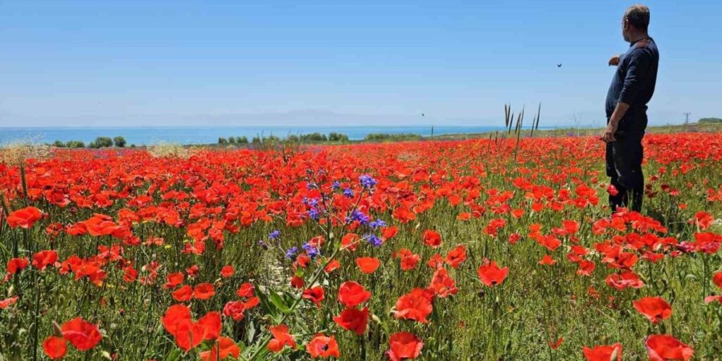 Adilcevaz’da tarlalar kırmızıya büründü