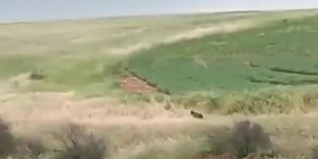Adıyaman’da çiftçiler ayıyla karşılaştı