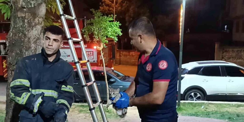 Ağaçta mahsur kalan kedi itfaiye ekibi tarafından kurtarıldı