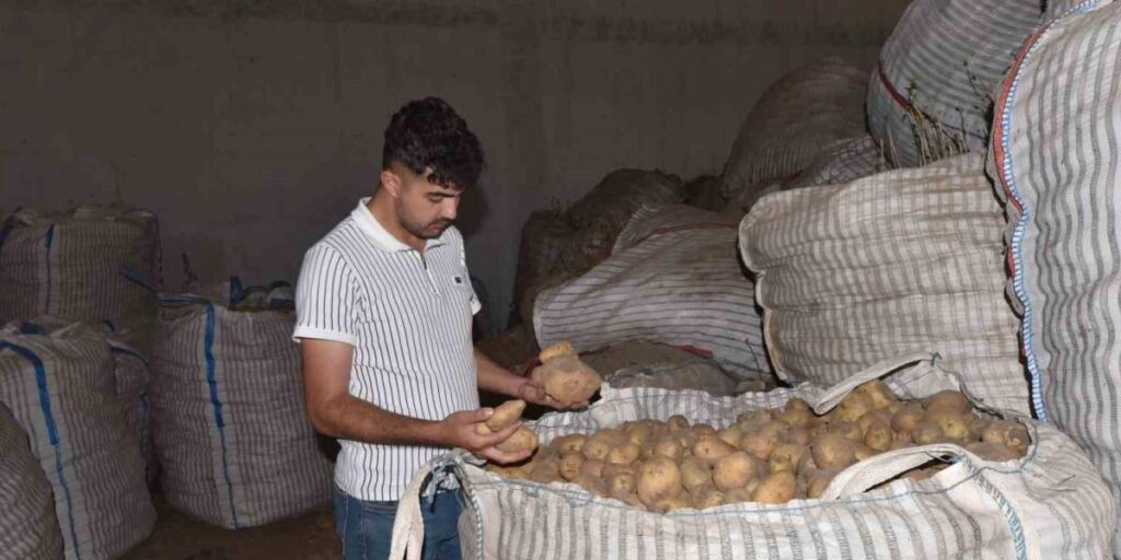 Ahlat’ta binlerce ton patates alıcı bekliyor