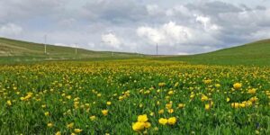 Ahlat’ta ovalar düğün çiçekleri ve mor sümbüllerle şenlendi