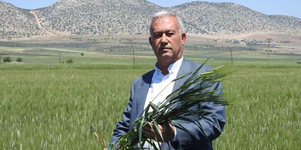 Araban buğdayı çiftçinin yüzünü güldürüyor