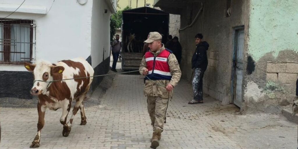 Arazide kaybolan hayvanları jandarma buldu