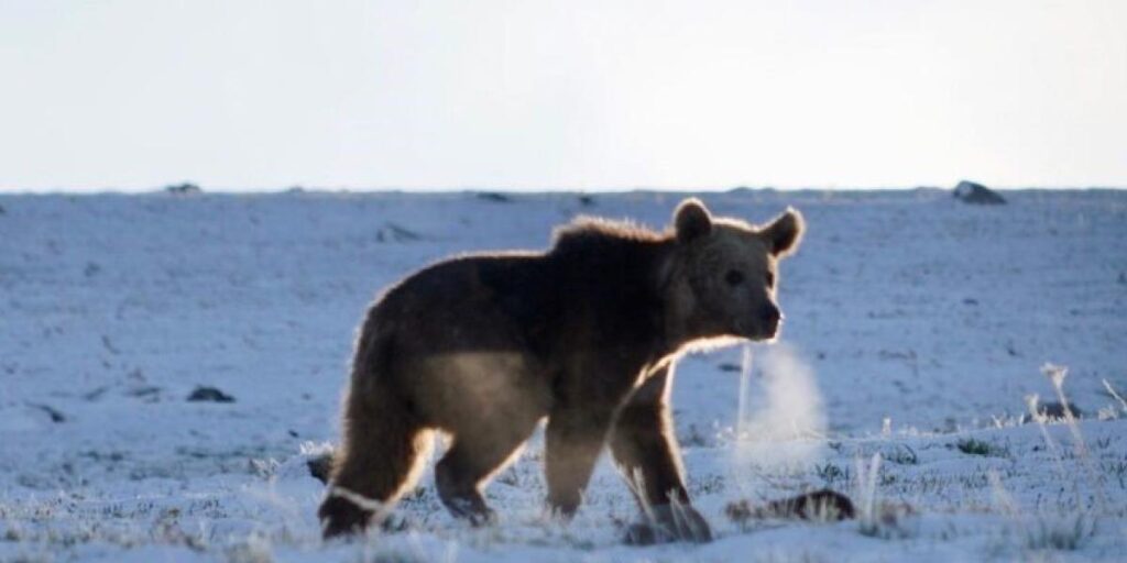 Ardahan’da boz ayı böyle görüntülendi