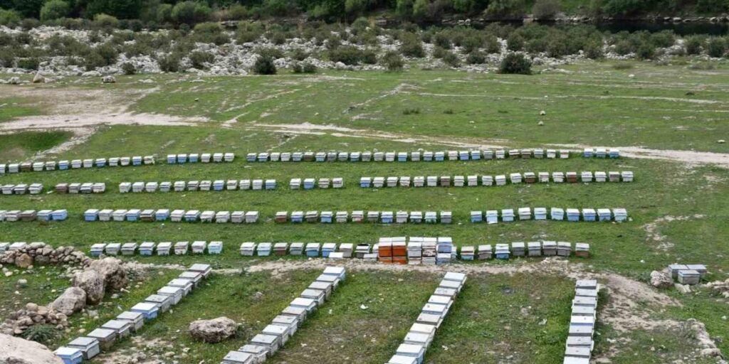 Arıcılar doğal bal için yollarda