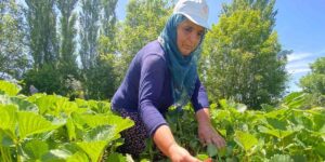 Aromasıyla dikkat çeken ‘Kuyulu’ çileğinde hasat başladı