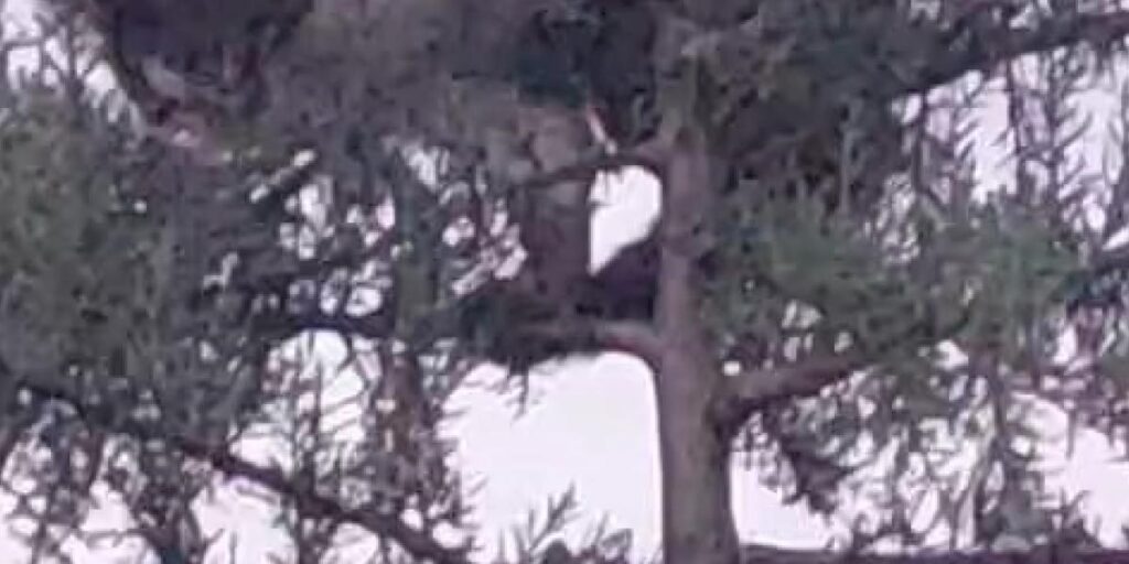 Avlanmak için ağaca çıkan kedi, kargaların hışmına uğradı
