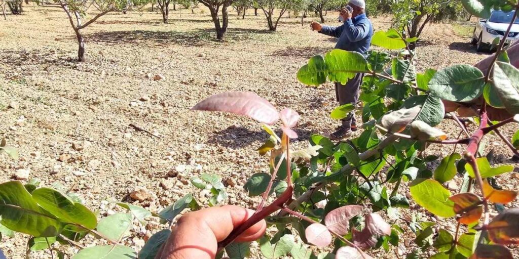 Baklavalık ve çerezlik fıstığı ’yok yılı’nda bir de dolu vurdu