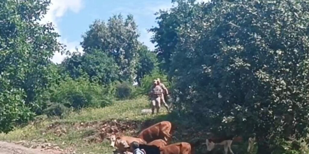 Batman’da kayıp 15 büyükbaş hayvan, jandarma tarafından bulundu