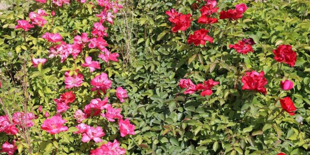 Battalgazi’nin park ve bahçeleri kendi ürettiği çiçeklerle güzelleşiyor