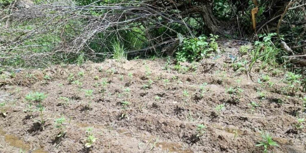 Bingöl’de 330 kök kenevir ele geçirildi