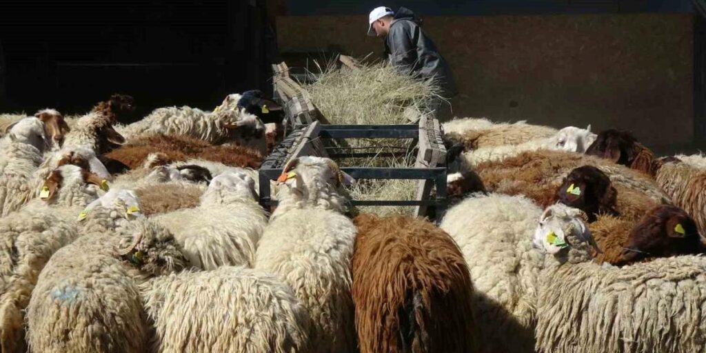Bunlar da üniversiteli kurbanlıklar