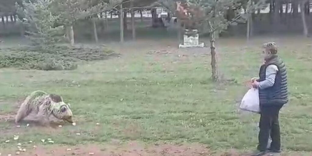 Çemşit ismini verdiği bozayıyı besledi, eşi kayıt altına aldı