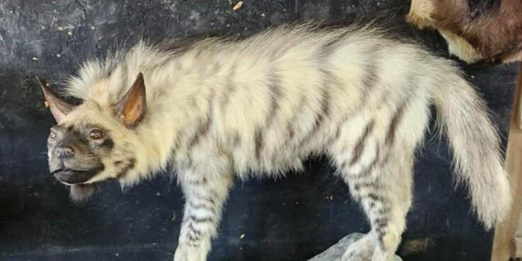 Çizgili sırtlanın tahniti yaptırıldı