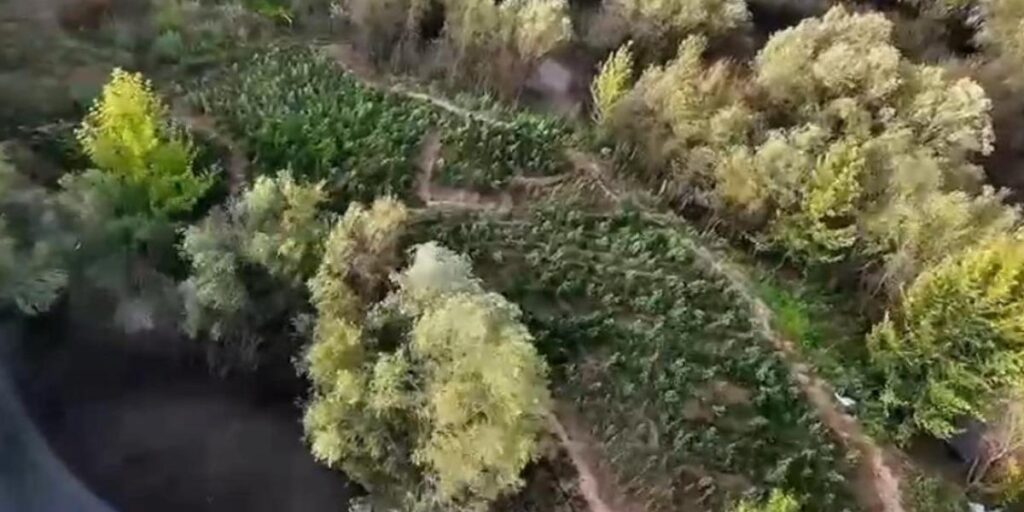 Diyarbakır’da 1 milyon 428 bin kök uyuşturucu bitkisi ele geçirildi