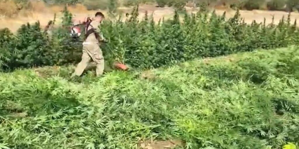 Diyarbakır’da 70 ton toz esrar elde edebilecek 3 milyon 476 bin adet kök kenevir ve skunk ele geçirildi: 7 gözaltı