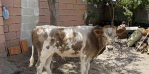 Diyarbakır’da firari buzağı 9 ay sonra sahibine teslim edildi