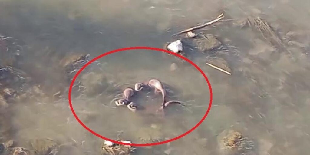 Diyarbakır’da nesli tehlike altında olan yavru ’su samurları’ görüntülendi