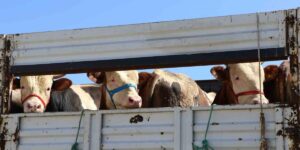 Doğu’da kurbanlık sevkiyatına sıkı denetim