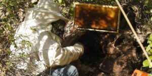 “Dünyanın en tatlı işi” bal avcıları