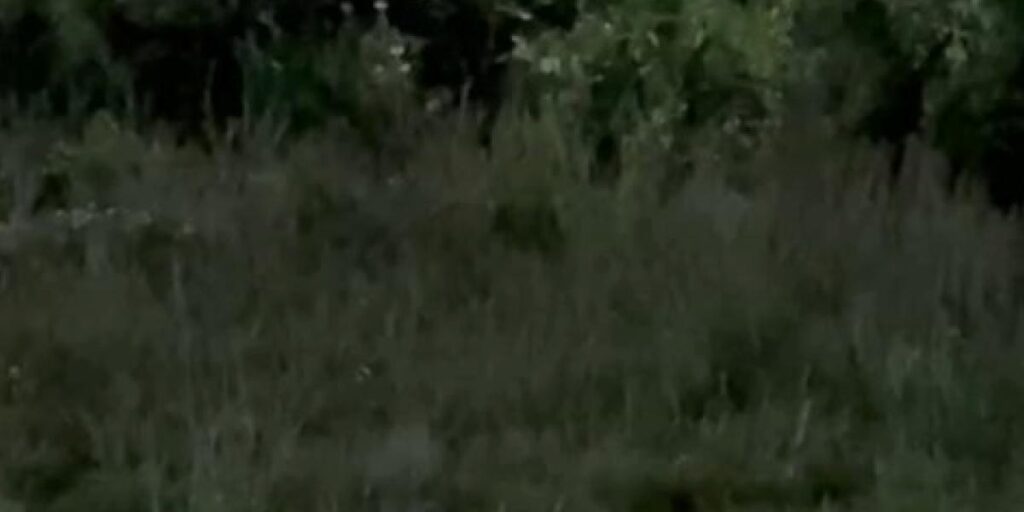 Elazığ’da aç kalan tilki, şehre indi