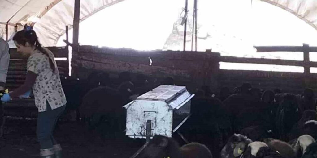 Elazığ’da aşılama ve küpeleme çalışmaları sürüyor