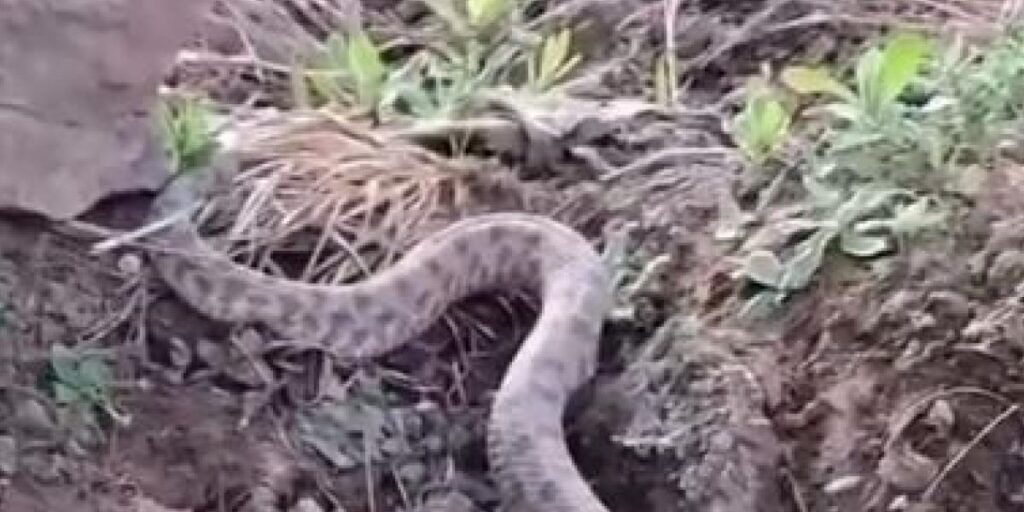 Elazığ’da koca engerek yılanı görüntülendi