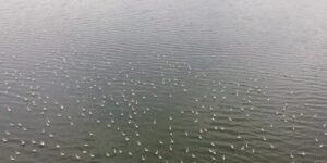 Erçek Gölü’nün narin misafirleri flamingolar gelmeye başladı