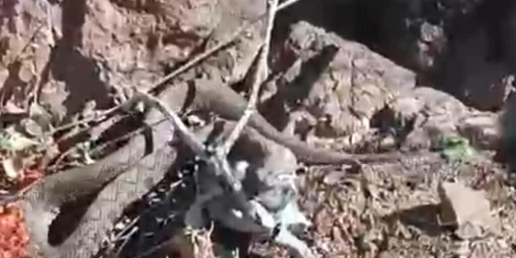 Erek Dağı’nda zehirli radde engereği görüntülendi