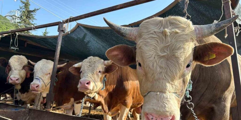 Erzincan’da kurban kesim yerleri açıklandı